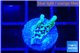 Montipora green & purple polyps 2 cm WYSIWYG acclimaté