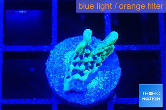 Montipora green & purple polyps 2 cm WYSIWYG acclimaté