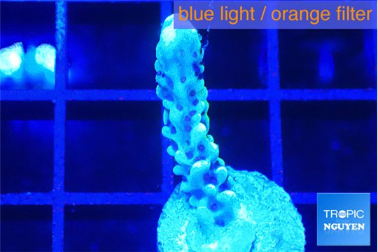 Montipora green & purple polyps 2-3 cm WYSIWYG acclimaté