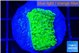 Acropora full neon green 2-3 cm WYSIWYG acclimaté