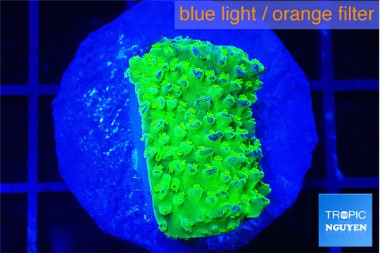 Acropora full neon green 2-3 cm WYSIWYG acclimaté