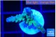 Acropora purple green 1-2 cm WYSIWYG acclimaté