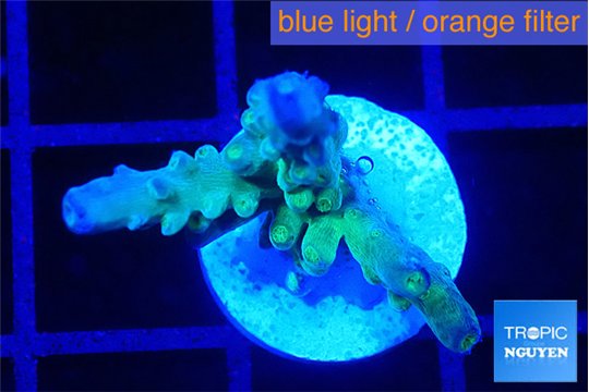 Acropora purple green 1-2 cm WYSIWYG acclimaté