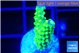 Acropora neon green 2 cm WYSIWYG acclimaté