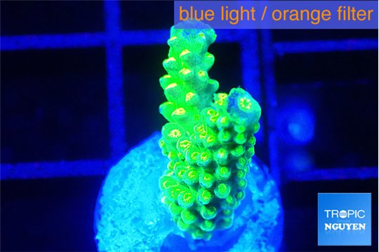 Acropora neon green 2 cm WYSIWYG acclimaté