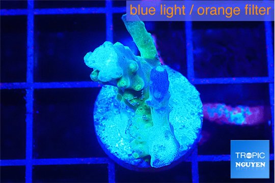 Acropora purple green 2 cm WYSIWYG acclimaté