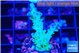 Acropora green purple 2-3 cm WYSIWYG acclimaté
