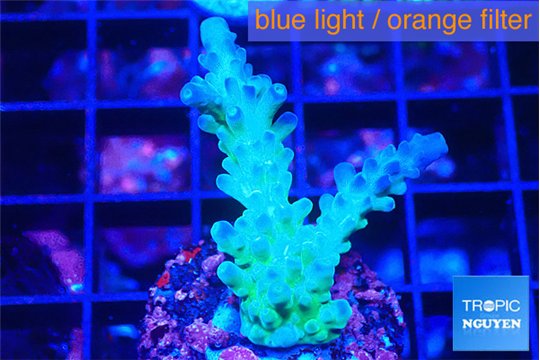 Acropora green purple 2-3 cm WYSIWYG acclimaté