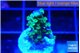 Acropora purple green 2-3 cm WYSIWYG acclimaté