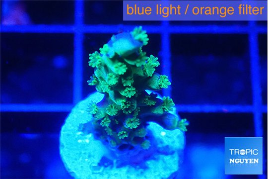 Acropora purple green 2-3 cm WYSIWYG acclimaté