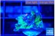 Acropora purple green 2 cm WYSIWYG acclimaté