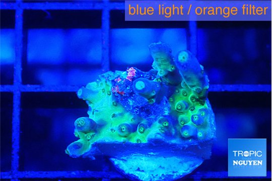 Acropora purple green 2 cm WYSIWYG acclimaté