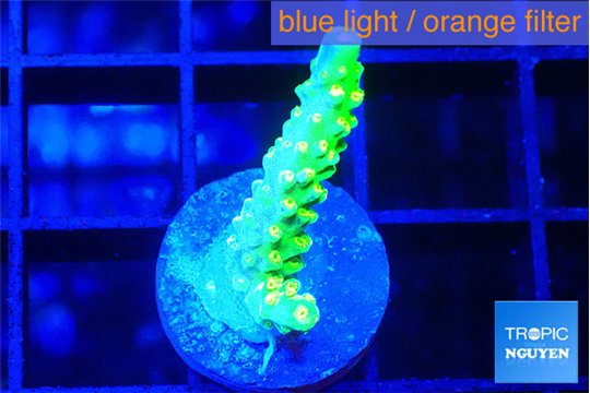 Acropora green gold 2 cm WYSIWYG acclimaté