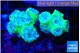 Duncanopsammia green 6-8 polyps WYSIWYG acclimaté