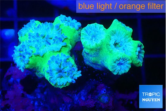 Duncanopsammia green 6-8 polyps WYSIWYG acclimaté