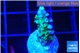 Acropora purple green 2-3 cm WYSIWYG acclimaté