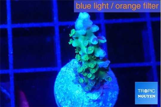 Acropora purple green 2-3 cm WYSIWYG acclimaté