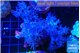Cespitularia blue 7-10 cm WYSIWYG acclimaté