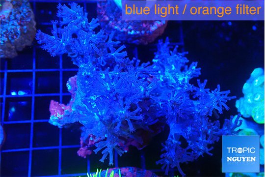 Cespitularia blue 7-10 cm WYSIWYG acclimaté