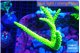 Acropora full neon green (without plug) 6-9 cm WYSIWYG acclimaté