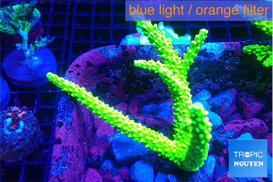 Acropora full neon green (without plug) 6-9 cm WYSIWYG acclimaté