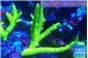 Acropora full neon green (without plug) 7-10 cm WYSIWYG acclimaté