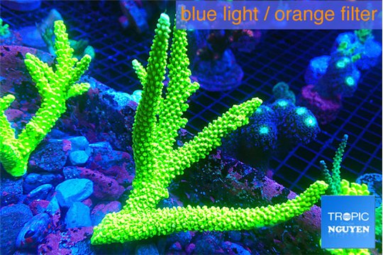Acropora full neon green (without plug) 7-10 cm WYSIWYG acclimaté