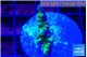 Acropora purple green 2-3 cm WYSIWYG acclimaté
