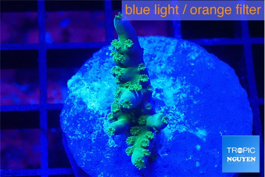 Acropora purple green 2-3 cm WYSIWYG acclimaté