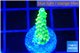 Acropora green gold 2 cm WYSIWYG acclimaté