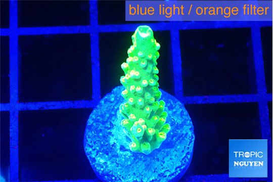 Acropora green gold 2 cm WYSIWYG acclimaté