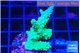 Acropora green blue Fijii 3-4 cm WYSIWYG acclimaté