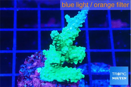 Acropora green blue Fijii 3-4 cm WYSIWYG acclimaté