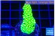 Acropora full neon green 2-3 cm WYSIWYG acclimaté