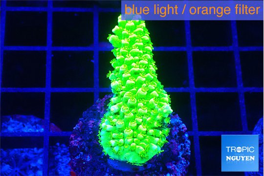 Acropora full neon green 2-3 cm WYSIWYG acclimaté