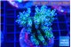Acropora nana tricolore 7-10 cm WYSIWYG acclimaté