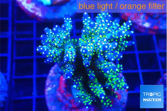 Acropora nana tricolore 7-10 cm WYSIWYG acclimaté