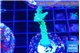 Acropora green purple 3-4 cm WYSIWYG acclimaté