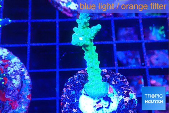 Acropora green purple 3-4 cm WYSIWYG acclimaté