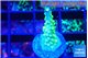 Acropora green gold 2 cm WYSIWYG acclimaté