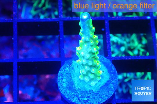 Acropora green gold 2 cm WYSIWYG acclimaté