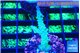 Acropora green purple 2-3 cm WYSIWYG acclimaté