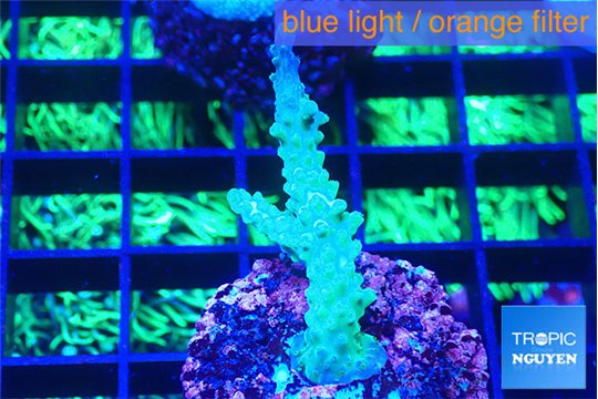 Acropora green purple 2-3 cm WYSIWYG acclimaté