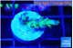Acropora purple green 1-2 cm WYSIWYG acclimaté