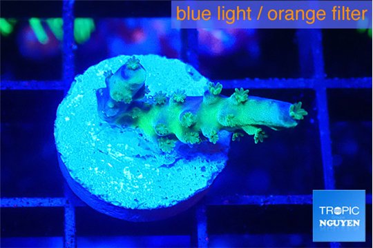 Acropora purple green 1-2 cm WYSIWYG acclimaté