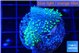 Sarcophython full neon green polyps Australia 3-4 cm WYSIWYG acclimaté
