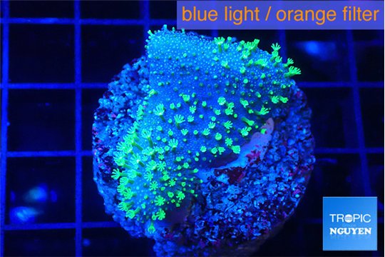Sarcophython full neon green polyps Australia 3-4 cm WYSIWYG acclimaté