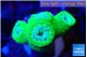 Duncanopsammia green 4-5 polyps WYSIWYG acclimaté