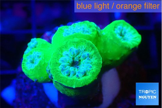 Duncanopsammia green 4-5 polyps WYSIWYG acclimaté