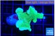 Pavona cactus green 3-4 cm WYSIWYG acclimaté